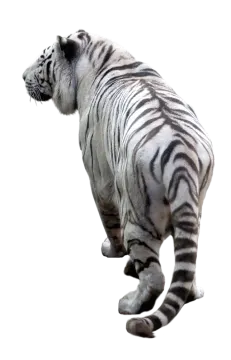 a white tiger standing on its hinds