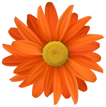 an orange flower with yellow center