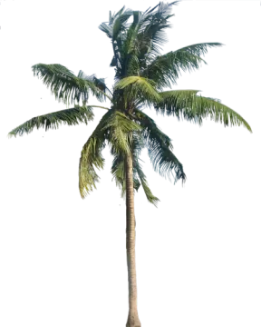 a palm tree on a white background