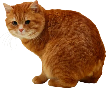 an orange cat sitting on a white surface