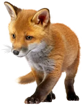 a baby fox standing on its hinds