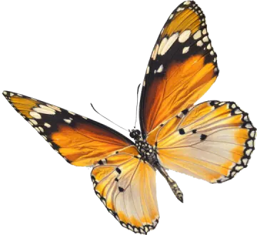a butterfly on a white background