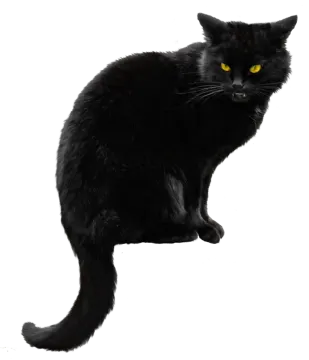 a black cat with yellow eyes sitting down