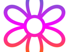 a purple flower on a white background