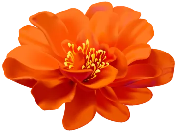 a large orange flower on a white background
