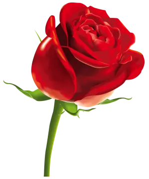 a red rose on a white background