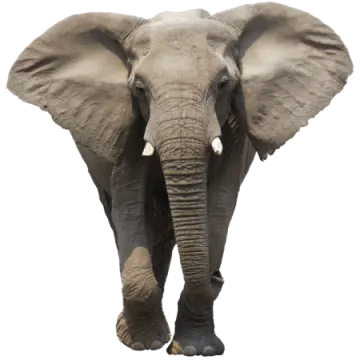 an elephant standing in front of a white background