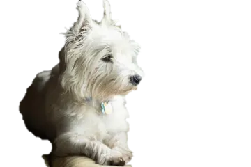 a white dog sitting on top of a table