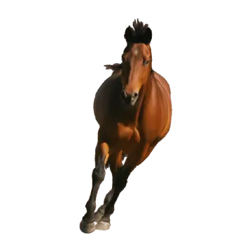 a brown horse running on a white background
