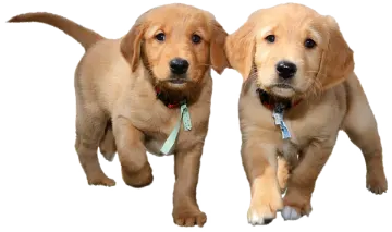 two pup running in the air