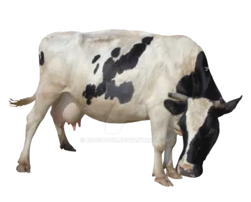 a black and white cow