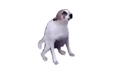 a small dog standing on its hinds