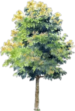 a watercolor painting of a tree