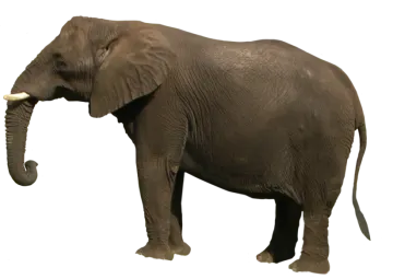 an elephant standing on a white background