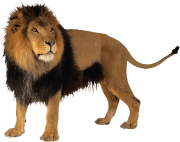 a lion standing on a white background