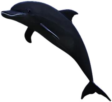 a dolphin jumping in the air