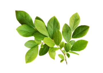 a green leaf on a white background