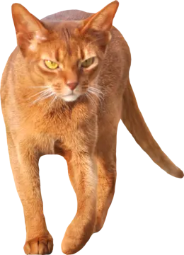 an orange cat walking on a white background