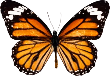 a monarch butterfly on a white background