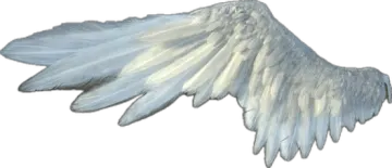 an image of a white angel wing