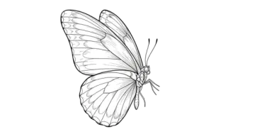 how to draw a butterfly