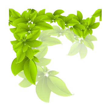 green leaves on white background