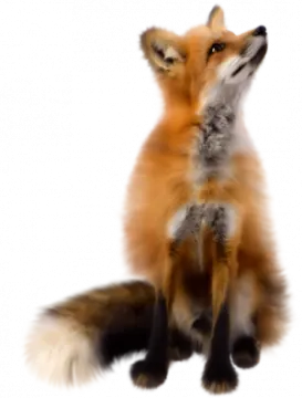 a red fox sitting on its hinds