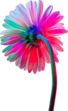 a colorful flower on a white background