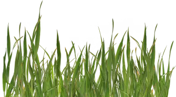 a bunch of grass on a white background