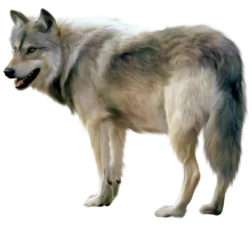 a wolf standing in front of a white background
