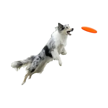 a dog jumping in the air to catch a frur