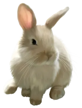 a white rabbit is sitting on the ground