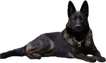 a german shepherd dog laying down on the ground