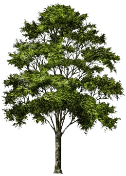 a drawing of a tree with green leaves