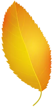 a yellow leaf