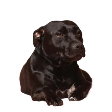 a black dog laying down on a white background