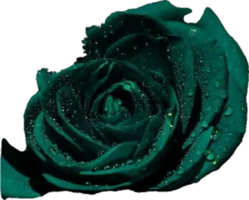 a green rose on a white background