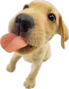a dog with its tongue sticking out