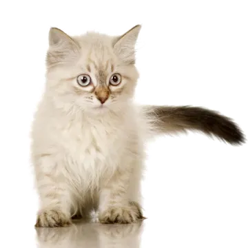 a small kitten standing on its hinds