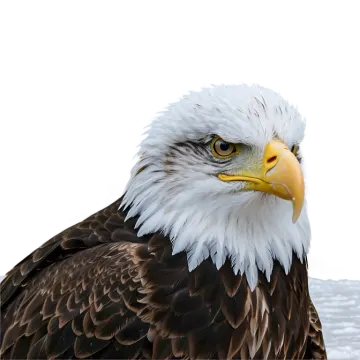 a close up of a bald eagle against a white background