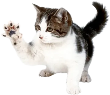 a black and white cat playing with a toy