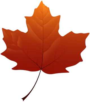 a maple leaf on a white background