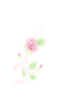 a pink flower on a white background
