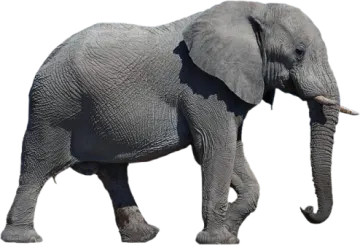 an elephant walking on a white background