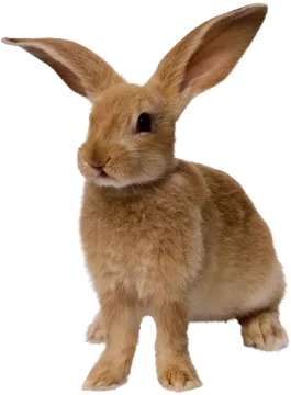 a small brown rabbit sitting on top of a white surface