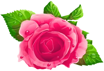 a pink rose with green leaves