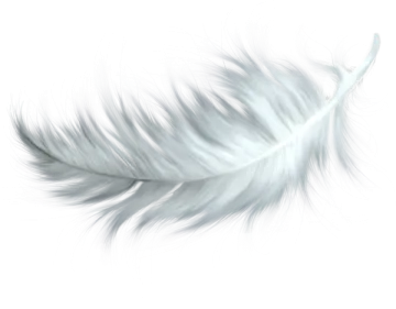 white feather on a white background