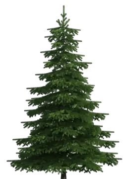 a green christmas tree on a white background