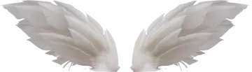 two white feathers on a white background