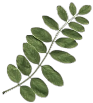 a plant with green leaves on it